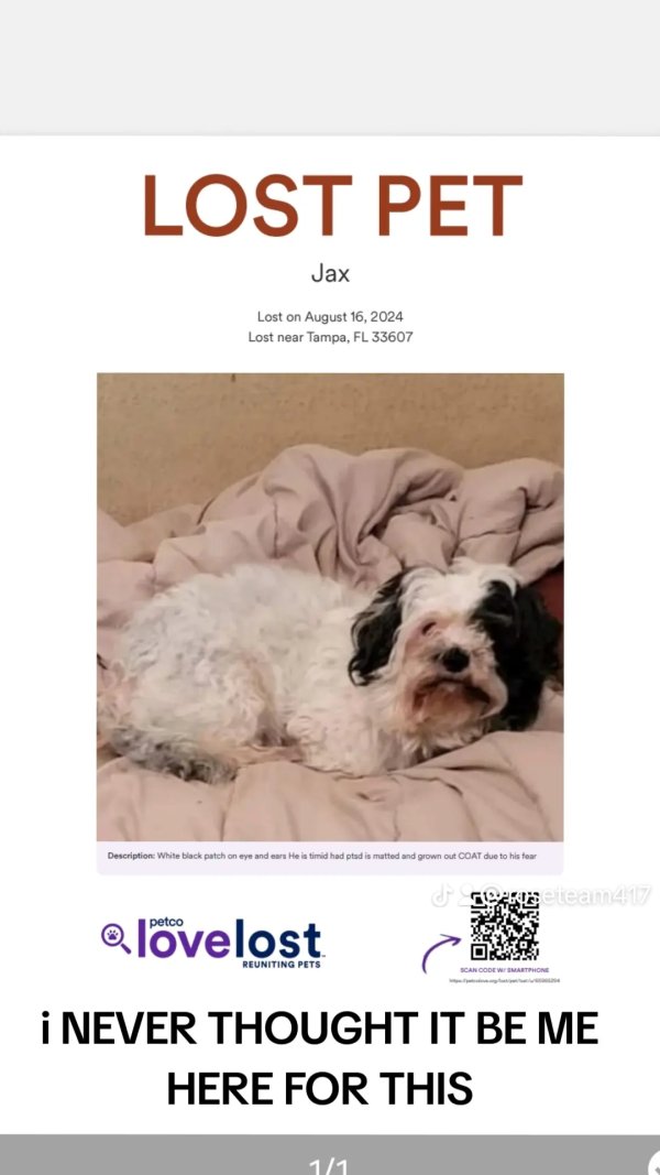 Lost Bichon Frise 