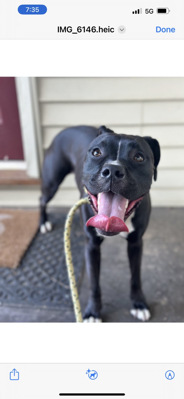 Lost Pit Bull in Marietta, GA