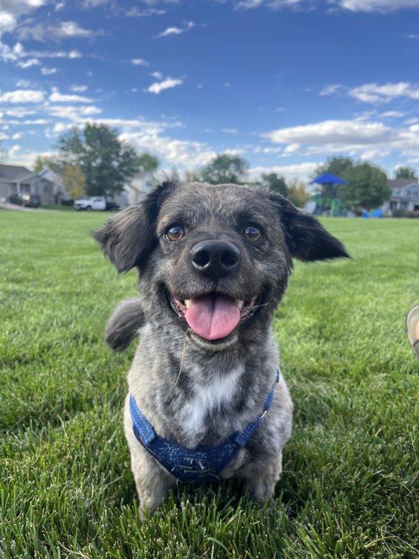 Lost Other in Henderson, CO