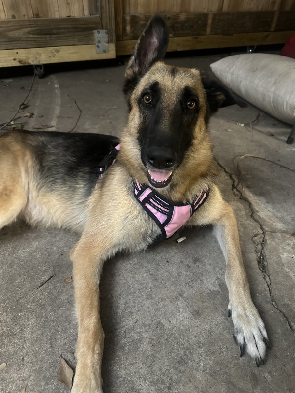 Found German Shepherd Dog 