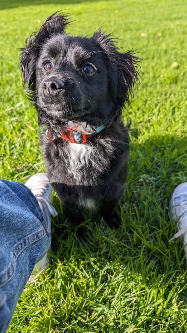 Safe Maltese in San Diego, CA