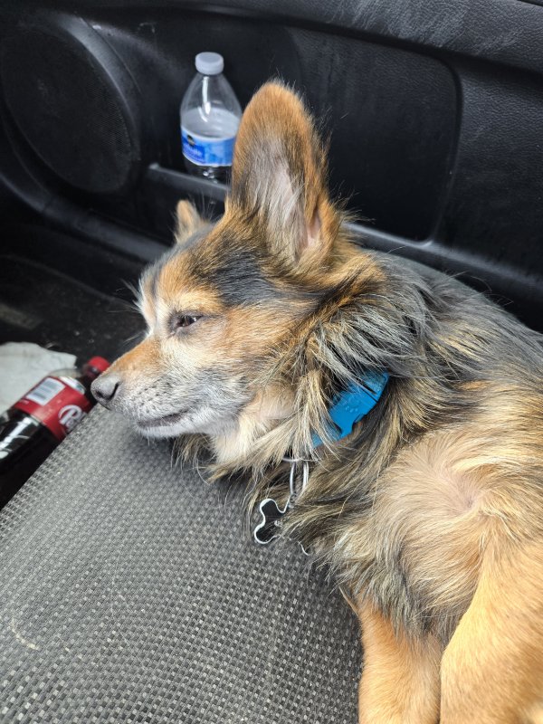 Lost Chihuahua in Washington