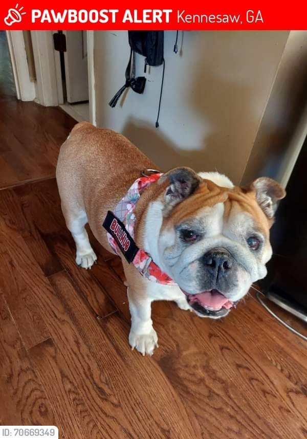 Lost English Bulldog in Georgia