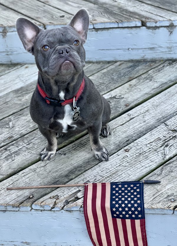 Lost French Bulldog in Detroit, MI