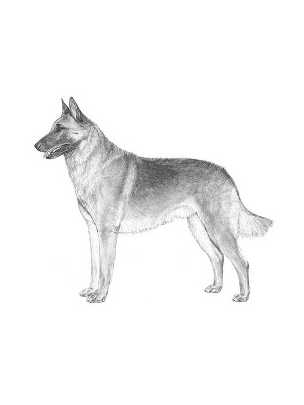 Lost Belgian Malinois in Colorado