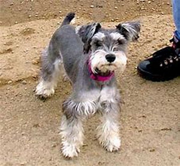 Stolen Miniature Schnauzer in Caldwell, ID