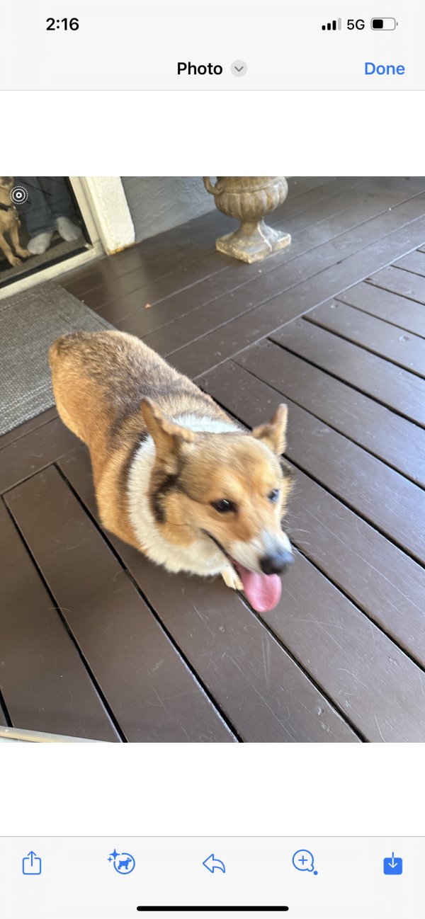 Found Pembroke Welsh Corgi 