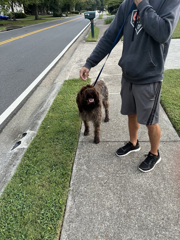 Found Labrador Retriever 