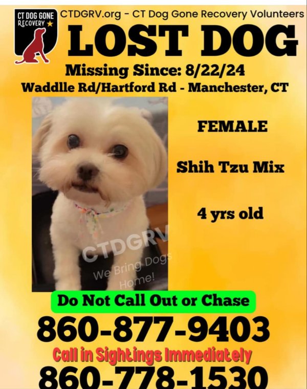 Lost Shih Tzu in Manchester, CT