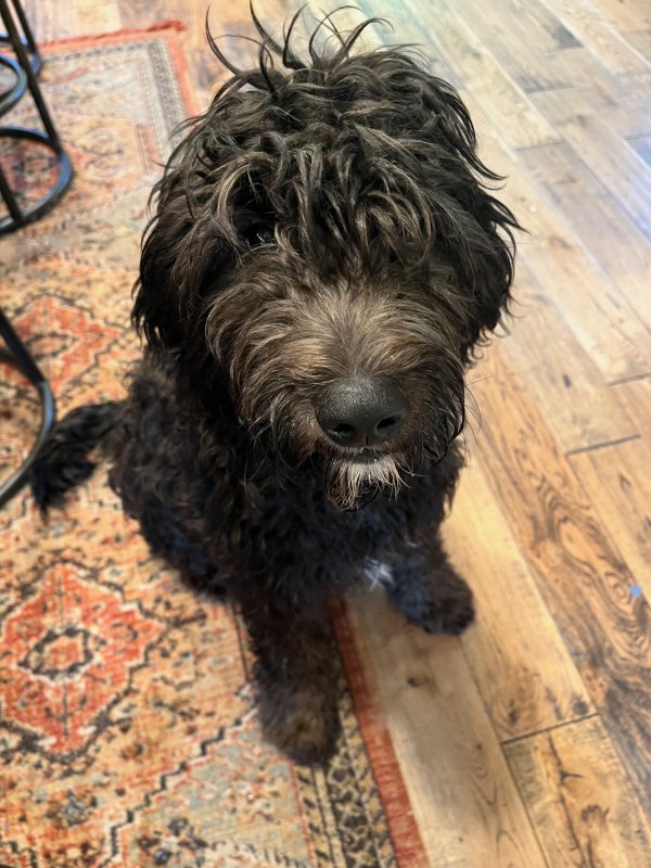 Found Portuguese Water Dog in Fayetteville, NY