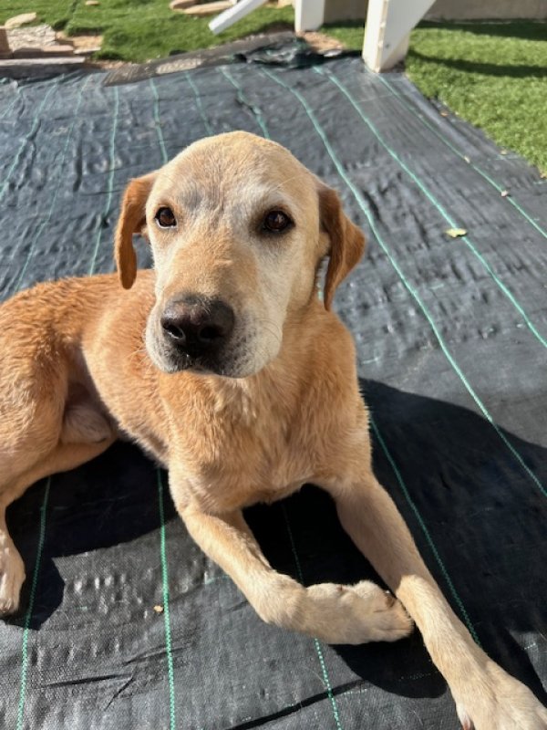 Found Labrador Retriever in Brighton, CO