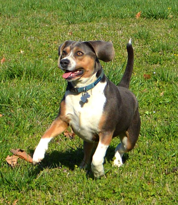 Safe Beagle in Vilonia, AR