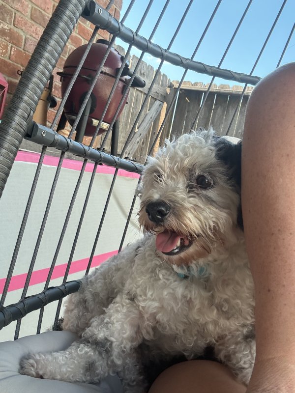 Found Poodle in Houston, TX