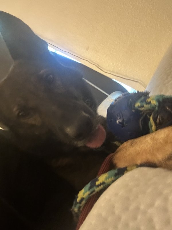 Found German Shepherd Dog in Pinole, CA