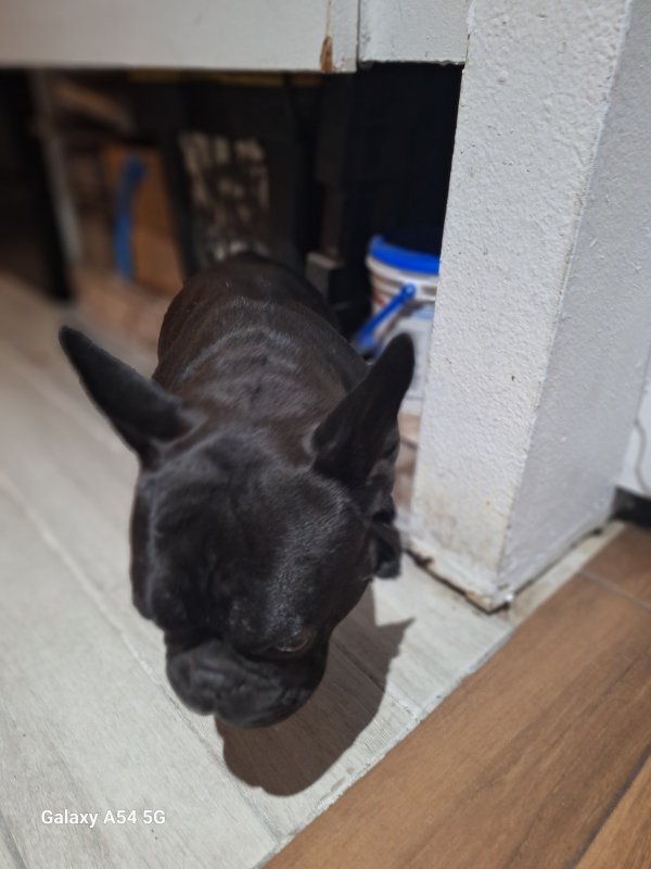 Found French Bulldog 