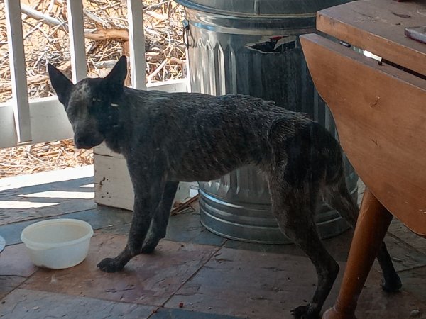 Found Australian Cattle Dog 