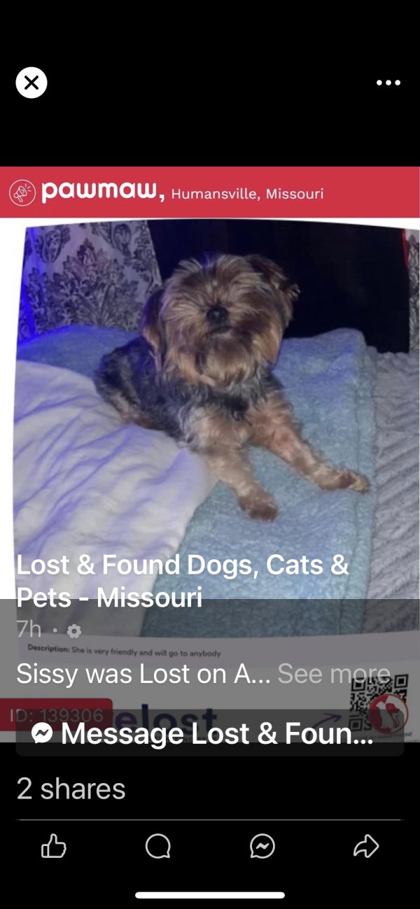 Lost Yorkshire Terrier in Humansville, MO