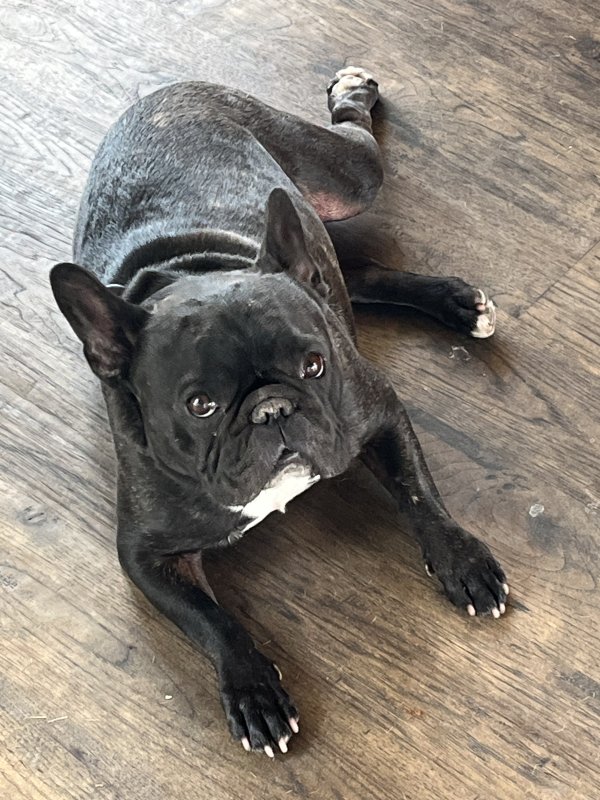 Lost French Bulldog in Marsing, ID