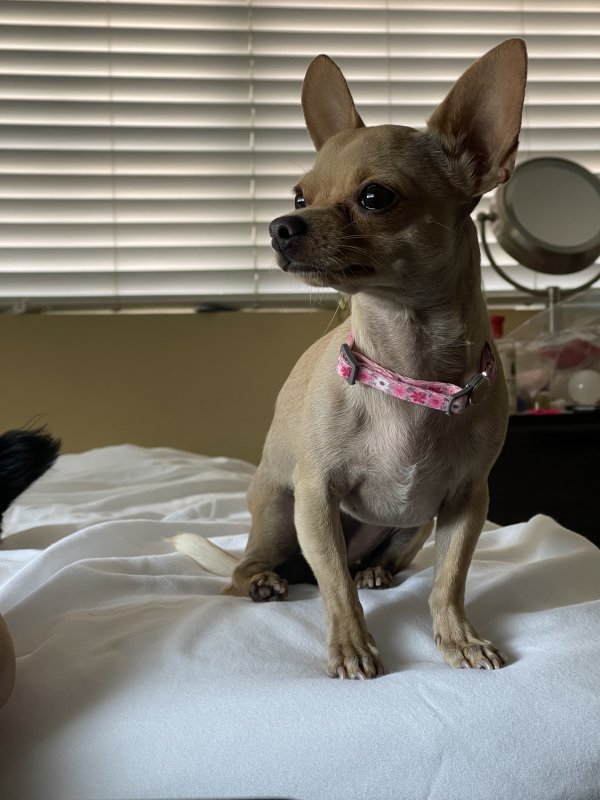 Lost Chihuahua in Fremont, CA