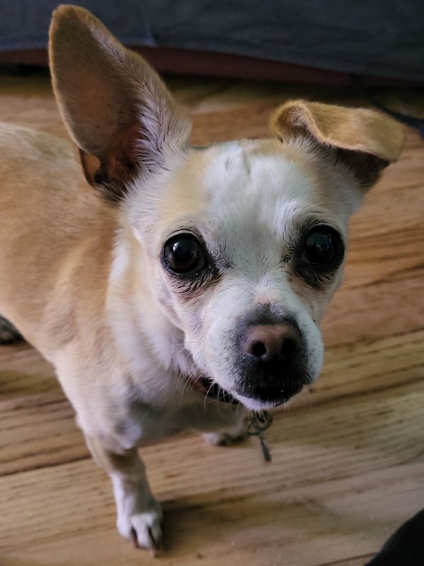 Lost Chihuahua 