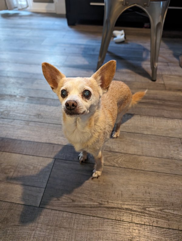 Lost Chihuahua in San Diego, CA