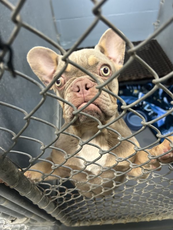 Found French Bulldog in Saint Petersburg, FL