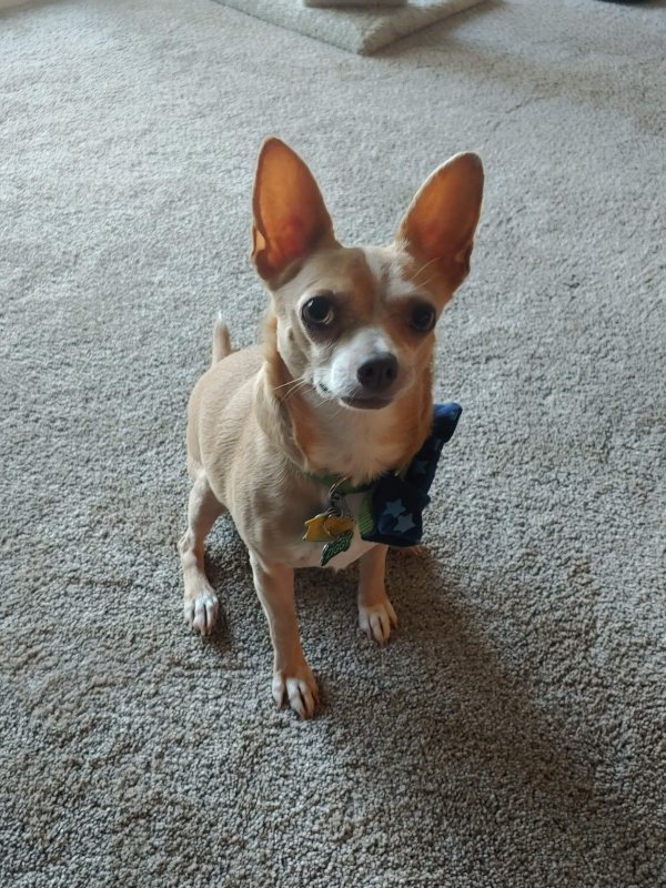 Lost Chihuahua in Tampa, FL