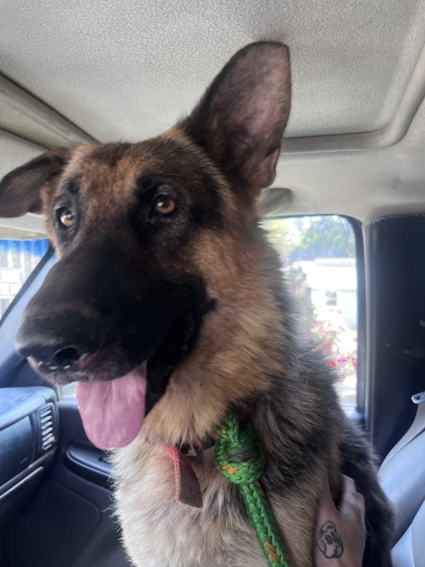 Found German Shepherd Dog in Collinsville, IL