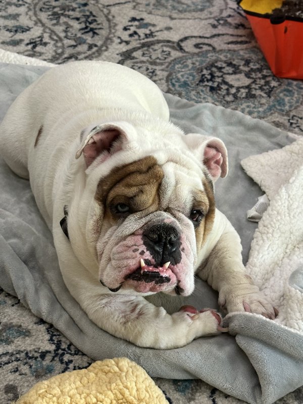 Found English Bulldog in Cedar Hill, TX