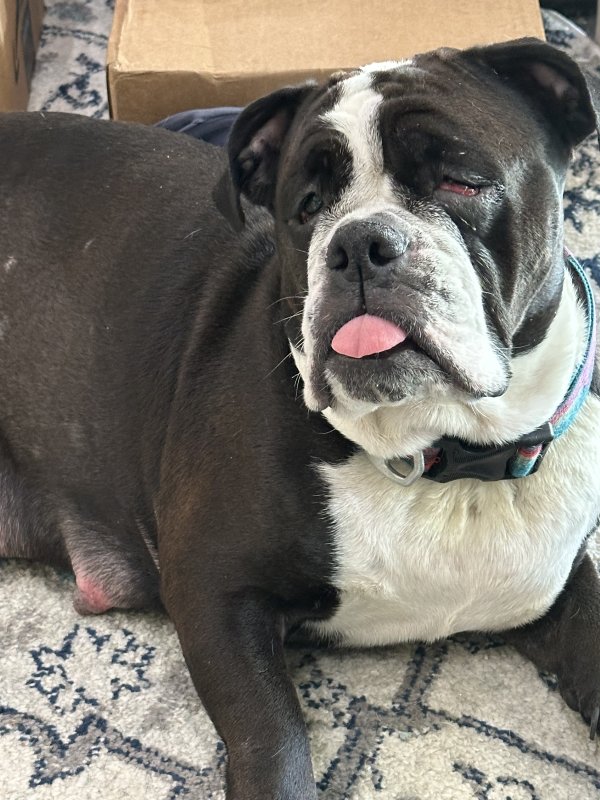 Found American Bulldog in Cedar Hill, TX