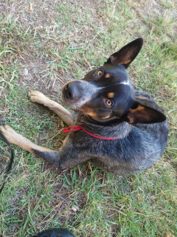 Lost Australian Cattle Dog in San Diego, CA