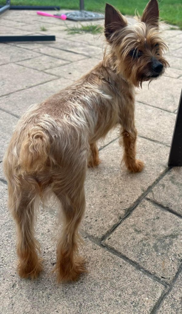 Lost Yorkshire Terrier in Canton, MI