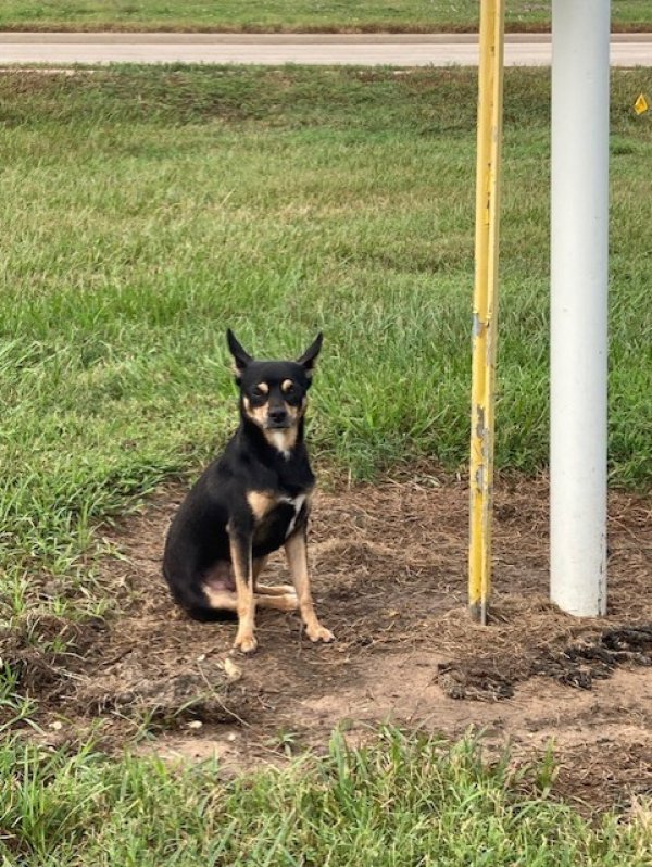 Found Chihuahua in Fulshear, TX