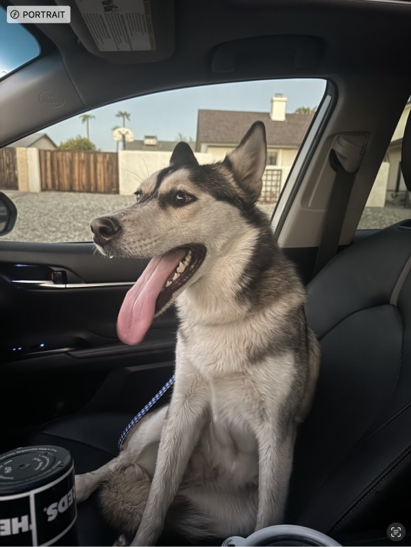 Found Siberian Husky in Arizona