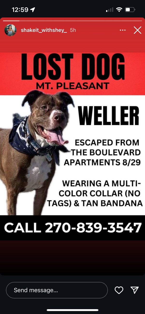 Lost Pit Bull in Mount Pleasant, SC