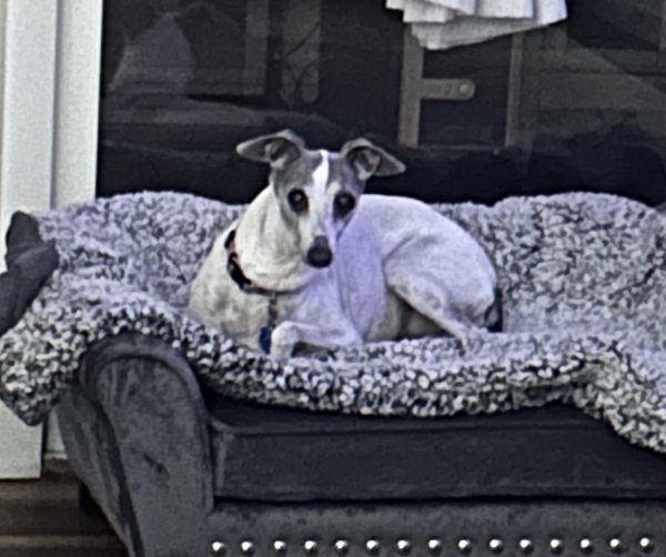 Lost Italian Greyhound in Hampton, GA