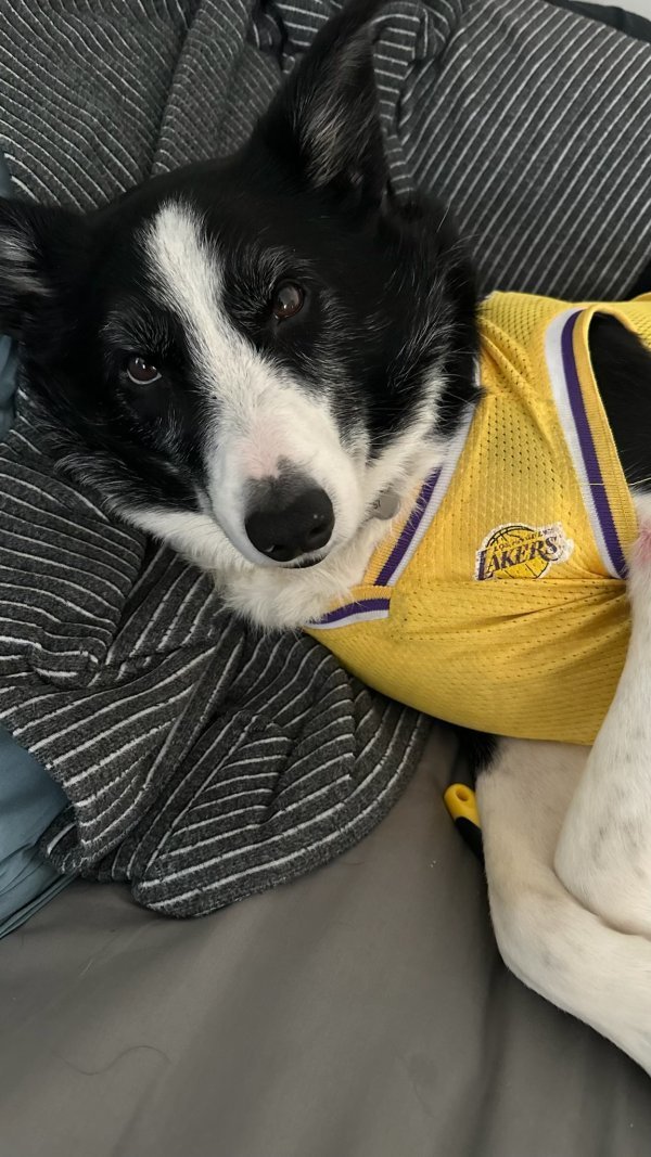 Lost Border Collie 