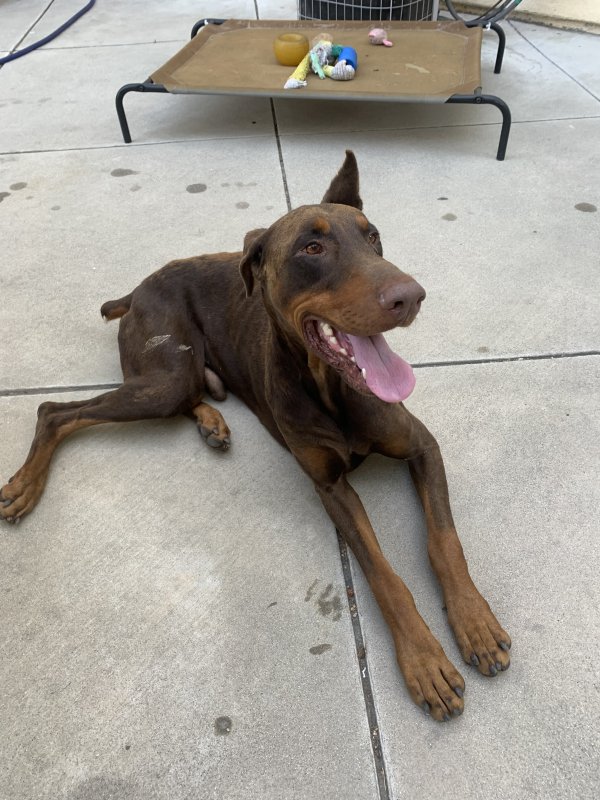 Found Doberman Pinscher in California