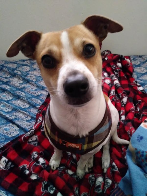 Lost Jack Russell Terrier in Clearwater, FL