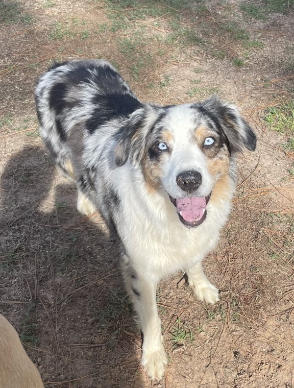 Lost Australian Shepherd in Bullard, TX