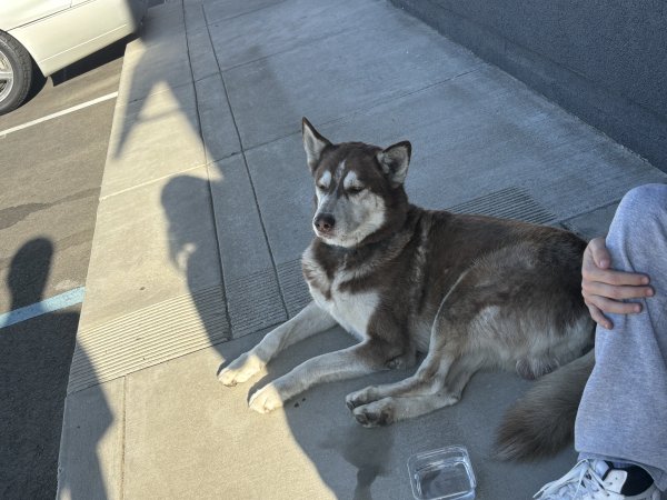 Found Siberian Husky in California