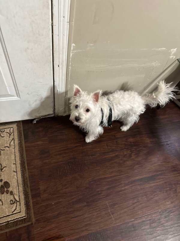 Lost Dog in Pharr, TX