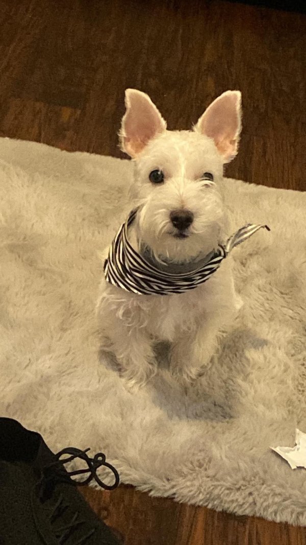 Lost Dog in Pharr, TX
