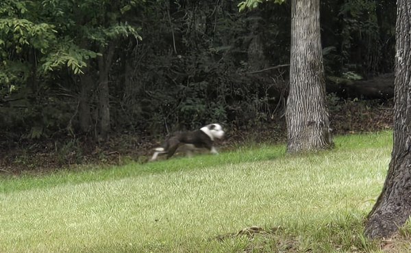 Found Mutt in Royal, AR