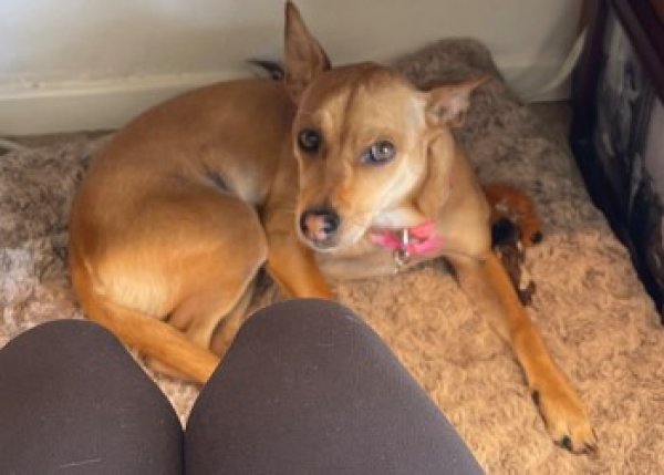 Lost Chihuahua in Los Angeles, CA