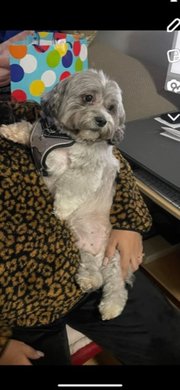 Lost Shih Tzu in Waukegan, IL