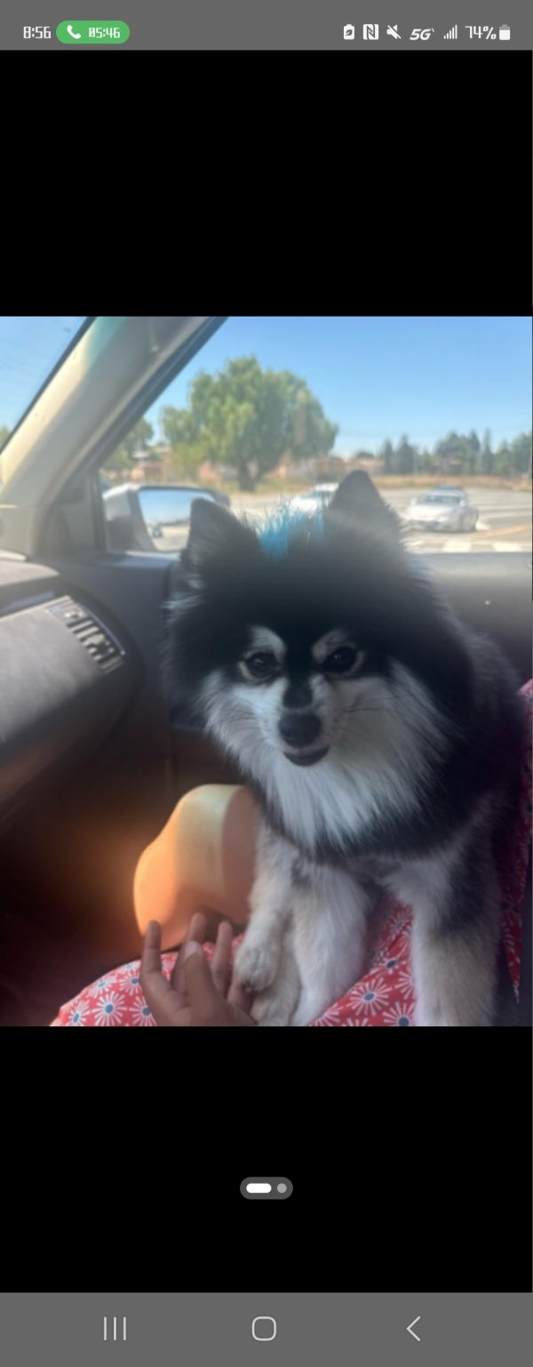 Lost Siberian Husky in Antioch, CA