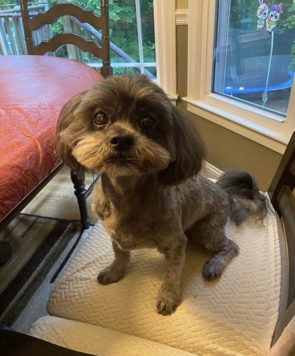 Lost Shih Tzu 