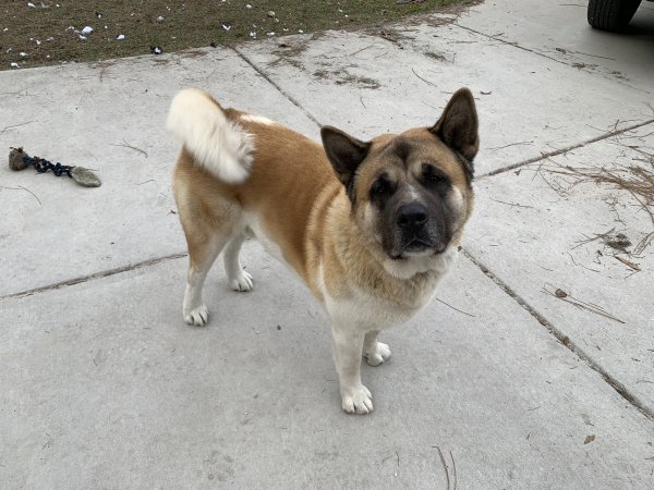 Lost Akita in Brooksville, FL