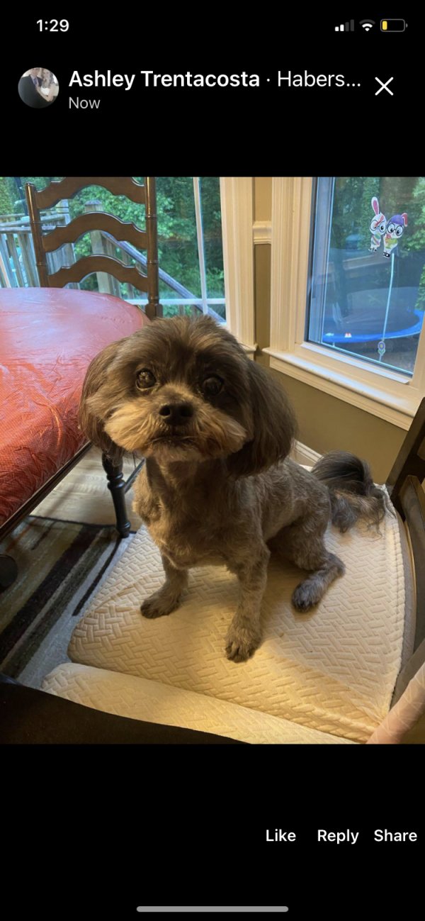 Lost Shih Tzu 